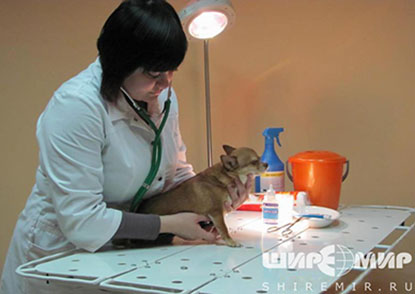 Волгоградсий ветеринарный центр хирургии и травматологии